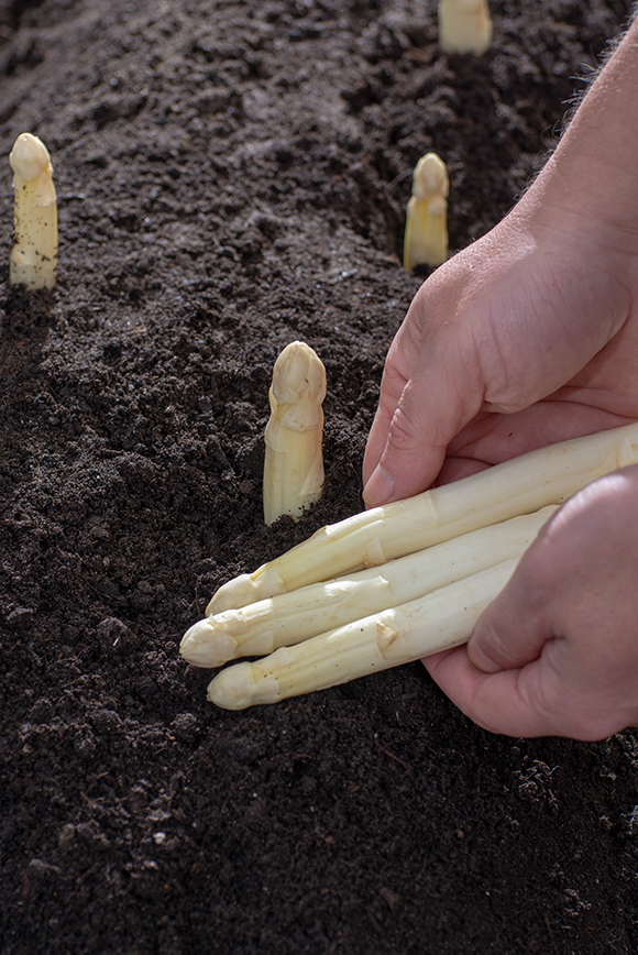 Frischer Spargel ab Hofladen | Spargelhof Wagner Hohenwart