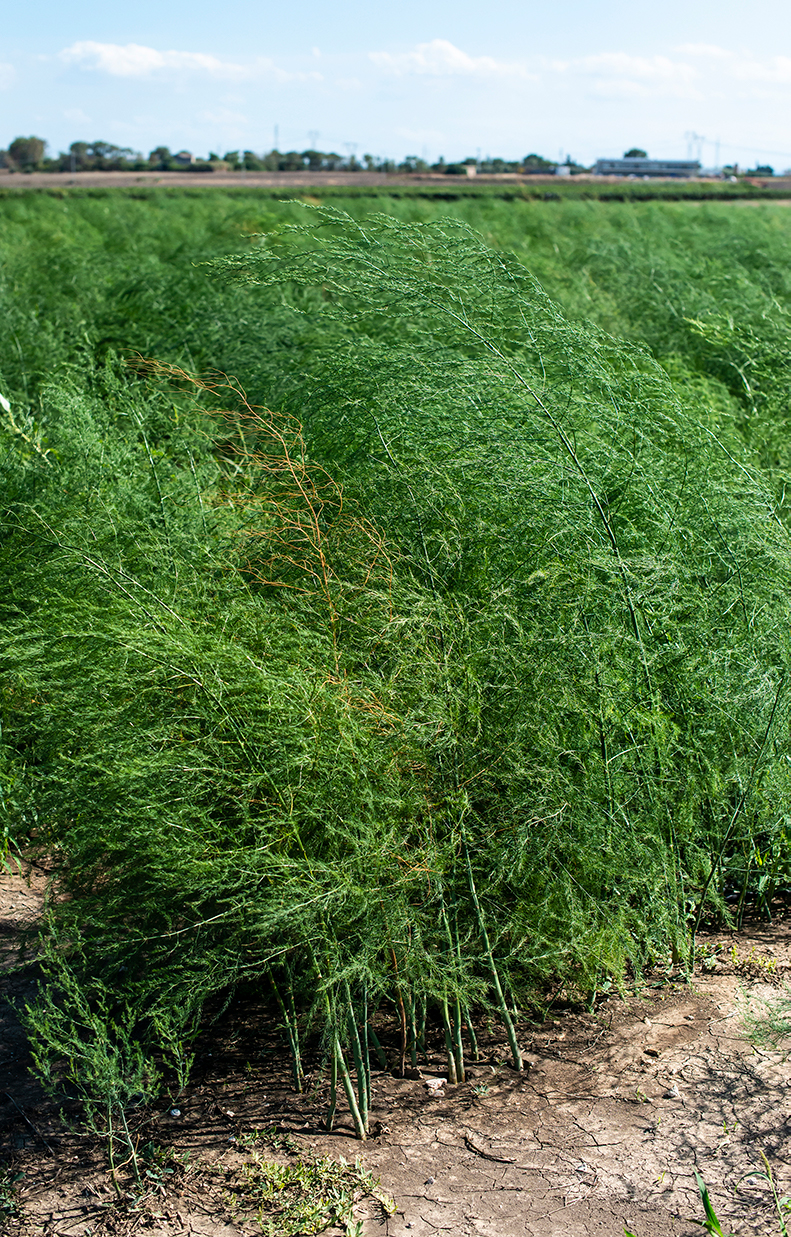 Schrobenhausener Spargel | Spargelhof Wagner Hohenwart