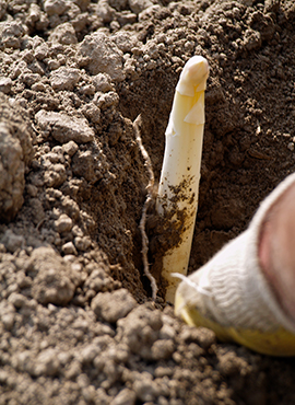 Frischer Spargel ab Hofladen | Spargelhof Wagner Hohenwart